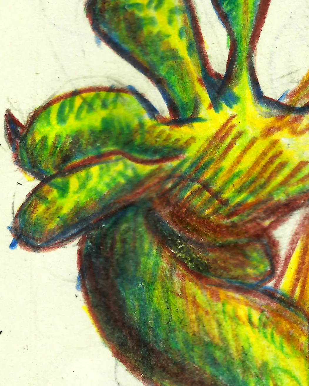 Traditional drawing of a squashed and slightly dried up house lizard.